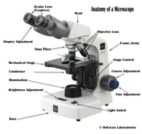 Parts of a compound microscope Microscope Diagram, Microscope Activity, Microscope Parts, Science Printables, Multi Step Equations, Medical Laboratory Science, Diagram Design, Laboratory Science, Medical Laboratory