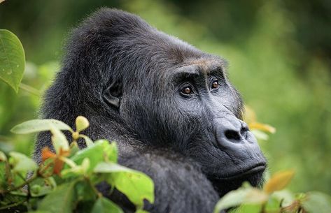 Lowland gorilla in Kahuzi Biega National Park. Gorilla Trekking Safaris Eastern Lowland Gorilla, Monkey Species, Western Lowland Gorilla, Elephant Shrew, Gorilla Trekking, Endangered Wildlife, Mountain Gorilla, Wildlife Safari, Wildlife Habitat