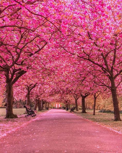 Beautiful​ Cherry Blossom at Greenwich Park London Greenwich Park, Earth Pictures, Image Nature, Colorful Trees, Cherry Blossom Tree, Beautiful Nature Wallpaper, Blossom Trees, Garden Trees, Alam Yang Indah