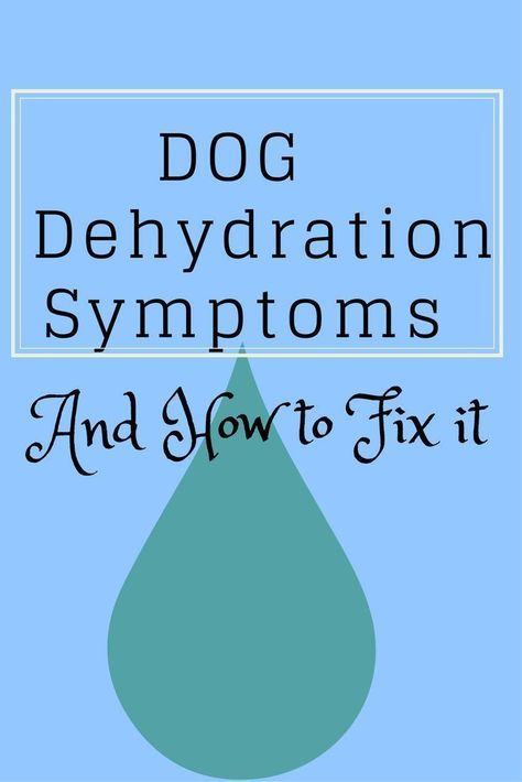 Pet Enrichment, Dehydration Symptoms, Loss Of Appetite, Dry Nose, Dog Training Books, Border Terriers, Coconut Oil For Dogs, Medication For Dogs, Dog Health Tips