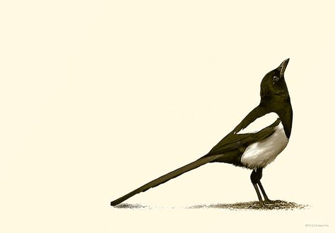 Magpie by https://culpeo-fox.deviantart.com on @DeviantArt Magpie Silhouette, Magpie Tattoo, Magpie Art, Vogel Tattoo, Crow Art, Birds Tattoo, Now What, Magpie, Crows