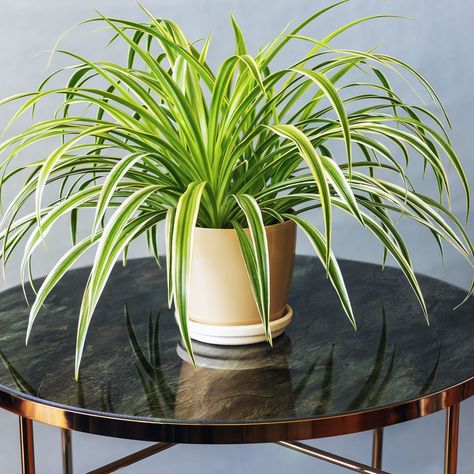 Growing Spider Plants - The Perfect Houseplant Anyone Can Grow Rustic Country Kitchen Decor, Spider Plant Care, Low Light House Plants, Orchid Plant Care, Small Indoor Plants, Spider Plant, Beauty And Health, Air Purifying Plants, Orchid Plants