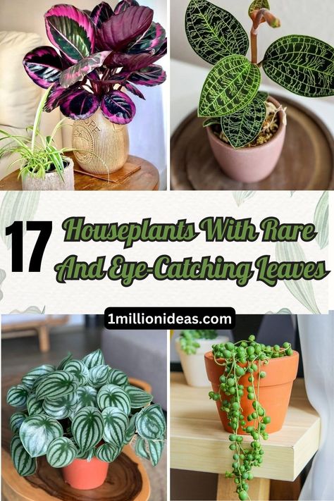 17 Houseplants With Rare And Eye-Catching Leaves House Plant Wish List, Coolest House Plants, Unique Houseplants, Cool Houseplants, Rare Plants Houseplant, Rare Houseplants, Cool House Plants, Unique House Plants, Rare House Plants