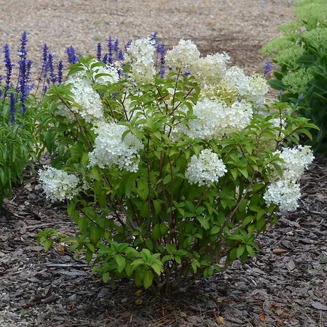 Hydrangea paniculata 'ILVOBO'Bobo Panicle Hydrangea @ DMF Gardens Panicle Hydrangea, Hydrangea Paniculata, Hydrangea, White Flowers, Sun, Flowers, White