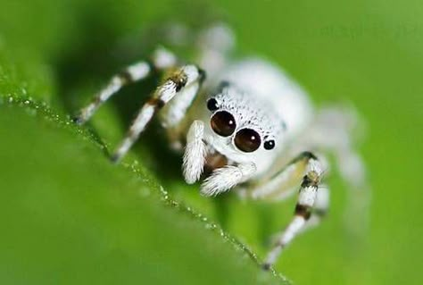 A white jumping spider from Muzhao mountain in Chongqing.  (Getty Images) Arachnids Spiders, Spider Species, Pet Spider, Itsy Bitsy Spider, Cool Bugs, Jumping Spider, Beautiful Bugs, Creepy Crawlies, Chongqing