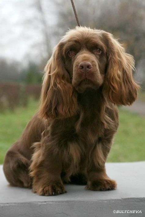 Sussex Spaniel ~ Classic Look & Trim Pet Tattoos, Sussex Spaniel, Clumber Spaniel, Every Dog Breed, Akc Breeds, Companion Animals, All Breeds Of Dogs, Dog List, Black Labs