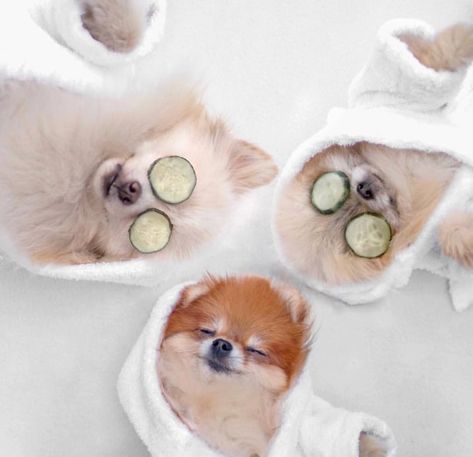 331 images about Pets 🐩 on We Heart It | See more about animal, cute and dog Pink Meme, Finally Weekend, Clever Animals, Dog Logo Design, Dog Spa, Dog Hotel, Pet Resort, Coffee Body Scrub, Pet Spa