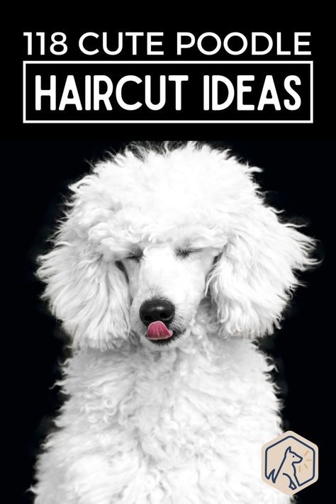 Female Dog Names Unique, White Dog Names, Standard Poodle Cuts, Poodle Puppy Cut, Standard Poodle Grooming, Toy Poodle Haircut, Standard Poodle Haircuts, Dogs Doodle, Poodle Haircut Styles