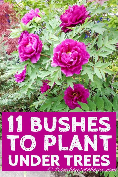 Find out which bushes to plant under trees in the shade garden in your backyard or front yard. These shrubs with beautiful flowers will help to brighten up your yard. #fromhousetohome #shrubs #gardenideas #shadegarden  #shadelovingshrubs #shadeplants #perennials Best Shrubs For Shade, Evergreens For Shade, Shade Loving Shrubs, Red Twig Dogwood, Plants Under Trees, Evergreen Bush, Twig Dogwood, Shade Shrubs, Flowering Bushes