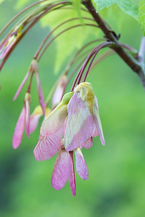 Rosy Maple Moth on Red Oak Seeds Rosy Maple Moth Aesthetic, Maple Moth, Rosy Maple Moth, Moth Drawing, Copic Art, Moth Art, Luna Moth, Creepy Crawlies, Bugs And Insects