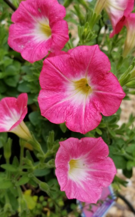 Front Planters, Pride Flowers, Pink Petunias, Lawn Art, Petunias, Hanging Baskets, Divine Feminine, My Flower, Pretty Flowers