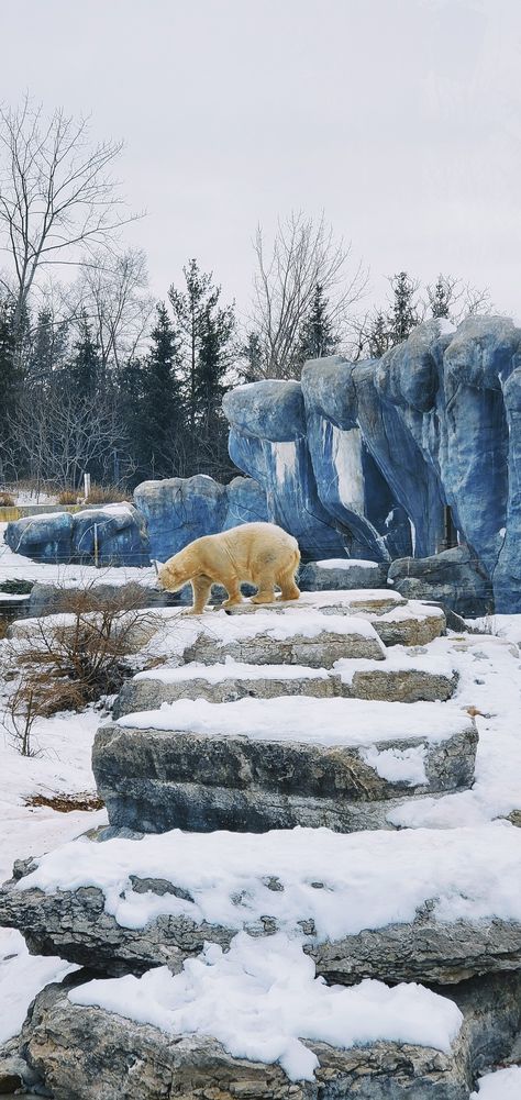 Polar Bear Enclosure, Zoo Enclosures, Arctic Owl, Zoo Ideas, Emotional Damage, Toronto Zoo, Polar Animals, Inspiration Board Design, Ice Bears