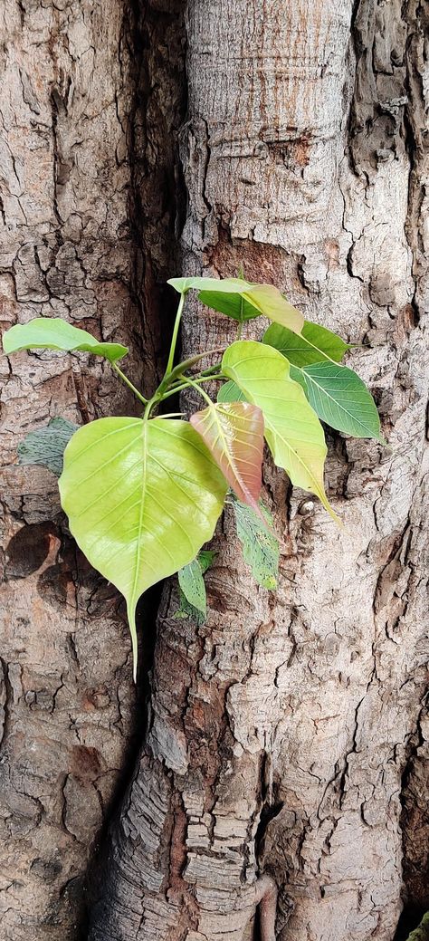 #phonephotography Peepal Tree, Phone Photography, Plant Leaves, Art Collection, Plants, Quick Saves, Art