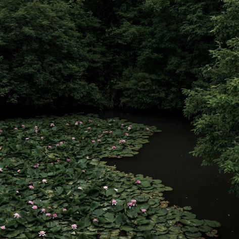 Green Academia Aesthetic, Chloe Core, Dark Forest Aesthetic, Halloween Wallpaper Iphone Backgrounds, Water Nymphs, Dark Nature Aesthetic, Misty Forest, Pretty Landscapes, Spring Aesthetic