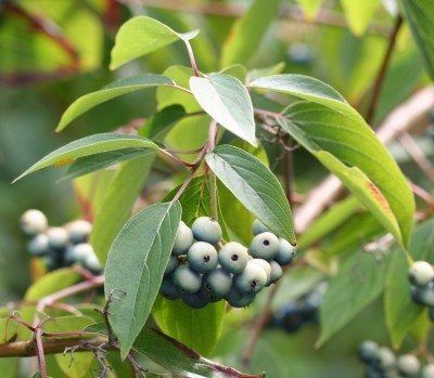 Silky Dogwood Bushes - Tips On Caring For Silky Dogwoods Silky Dogwood, Dogwood Bush, Dogwood Shrub, Full Sun Shrubs, Front Landscape, Growing Gardens, Home Landscape, Dogwood Trees, Perennial Shrubs