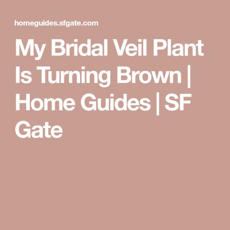 My Bridal Veil Plant Is Turning Brown | Home Guides | SF Gate Bridal Veil Plant, Bridal Veil, The Plant, Bright Green, Veil, Gate, Turning, Turn Ons, Plants