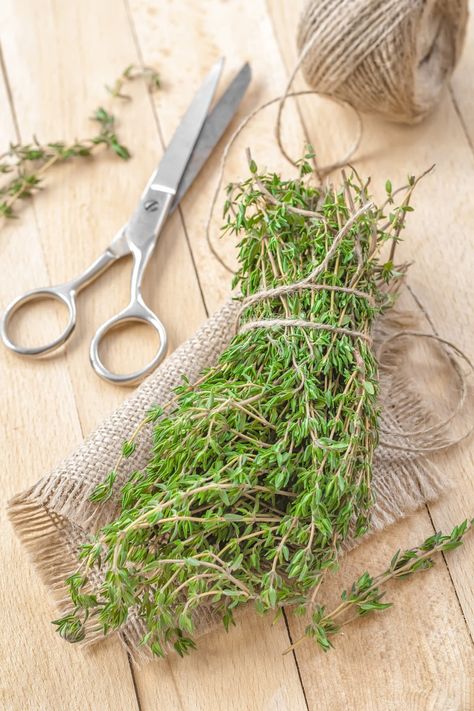 Drying Thyme, Thyme Oil, Roasted Vegetable Recipes, Spice Cabinet, Spice Grinder, Alternative Treatments, Fresh Thyme, Spice Blends, Desserts Recipes