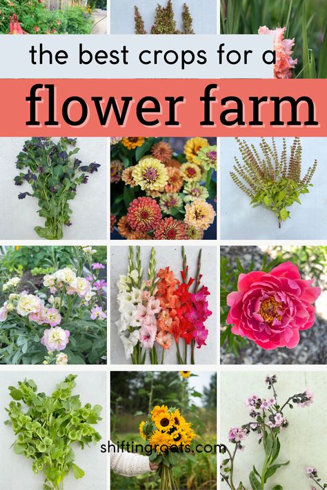 These crops are some of my successes in my third year of flower farming and my bouquet subscribers and brides loved them! Should you add these cut flowers in your farmer florist business? Farm Names Ideas, Farmer Florist, Flower Garden Layouts, High Tunnel, Florist Business, Flower Farms, Farmers Market Flowers, Cut Garden, Thyme Flower