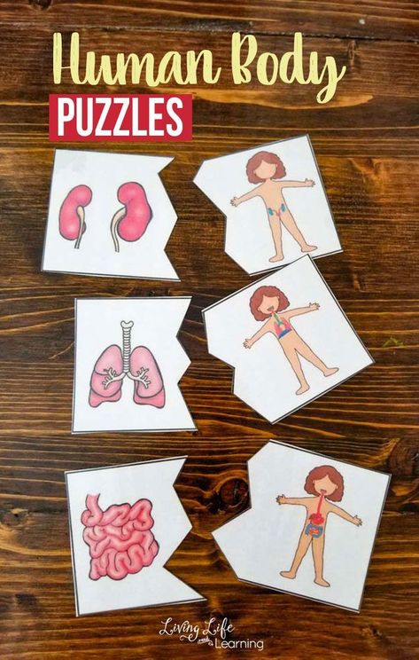 Have a blast learning about the human body with these fun human body puzzles to learn about the human body organs and the human body systems they belong to.  A fun biology actvity to get to know the human body systems found in your body.  #humanbody #science #biology #homeschool Biology Homeschool, Human Body Worksheets, Free Human Body, Science Printables, Human Body Science, Body Preschool, Human Body Activities, Human Body Organs, Human Body Unit