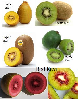 Kiwi fruit and its heath benefits Kiwifruit Recipes, Golden Kiwi Benefits, What To Do With Kiwi Fruit, Benefits Of Eating Kiwi, Kiwi Fruit Benefits, Ways To Eat Kiwi, Kiwi Nutrition, Kiwi Health Benefits, Health Benefits Of Kiwi Fruit