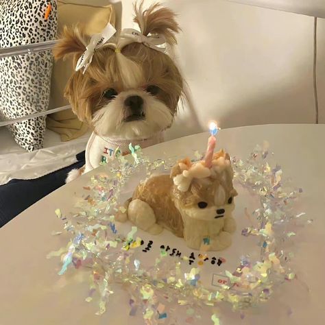 #aesthetic Happy Birthday Dog, Animals Care, Very Cute Dogs, Dog Birthday Party, Dog Rules, Dog Blog, Foto Ideas Instagram, Dog Birthday, Birthday Photos