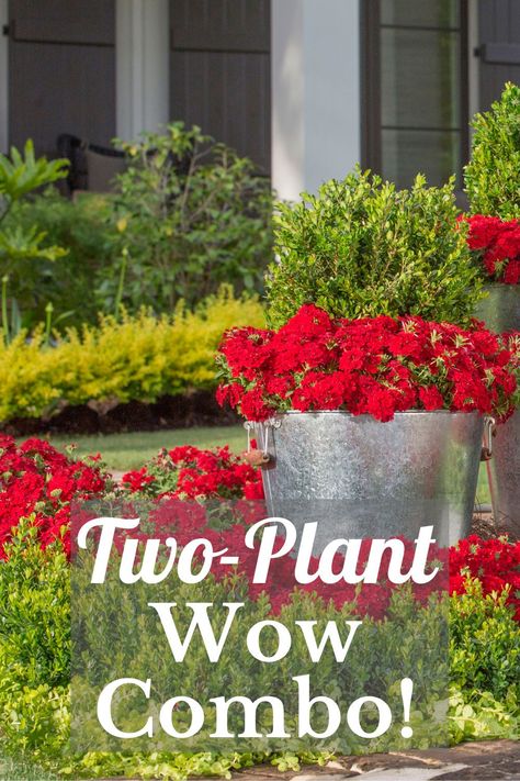 Plant this #containergarden this weekend! Endurascape Verbena and Baby Gem Boxwood make a tough but beautiful combination for containers or the landscape bed. #plantcombo #southernliving #frontyard #porchcontainers What To Plant With Boxwoods, What To Plant With Boxwoods Front Yards, Boxwood Companion Plants, Gem Boxwood, Baby Gem Boxwood, Plants For Small Gardens, Boxwood Landscaping, Boxwood Plant, Front Lawn Landscaping