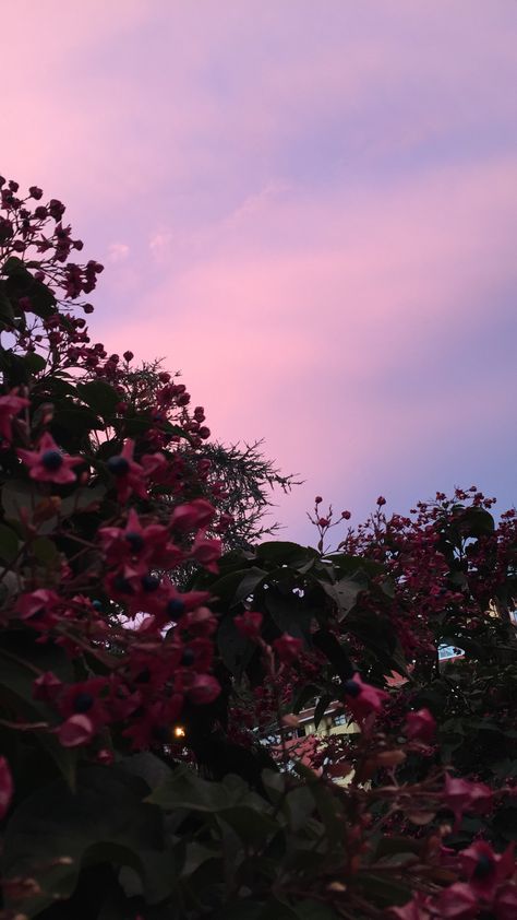 Light Pink Sky Aesthetic, Astetic Pics, Pink Sky Aesthetic, Wallpaper Background Design, Dark Flowers, Friends Instagram, Cartoon Wallpaper Iphone, Sky View, Wallpaper Vintage