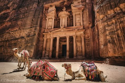 #petra#jordan#desert#camels#ruins#landmark#travel#photography#treasury#sevenwonders#wonders# Petra Jordan Photography, Jordan Landscape, Jordan Desert, Petra Jordan, Travel Photography, Jordan, Wonder, Photography, Travel