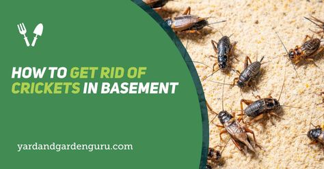 While mostly harmless, crickets are noisy. If you have them in your home, it's terrible, so here you can learn how to get rid of crickets in basement Getting Rid Of Crickets, Crickets Chirping, Mole Cricket, Lighting Bugs, Insect Repellent Spray, Glue Traps, Go Outdoors, Bed Bugs, Finishing Basement