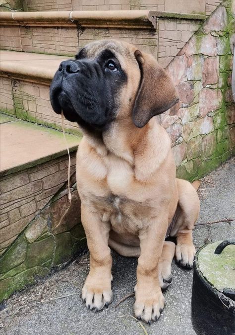 English Mastiff Aesthetic, French Mastiff Dog, Bull Mastiff Dogs, South African Mastiff, Bull Mastiff Puppies, English Mastiff Dog, Mastiff Puppy, Mastiff Breeds, Mastiff Puppies