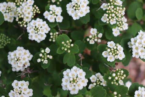 Spiraea betulifolia, 'Tor' - birch-leaved spirea Spiraea Betulifolia, Grapes, Plants