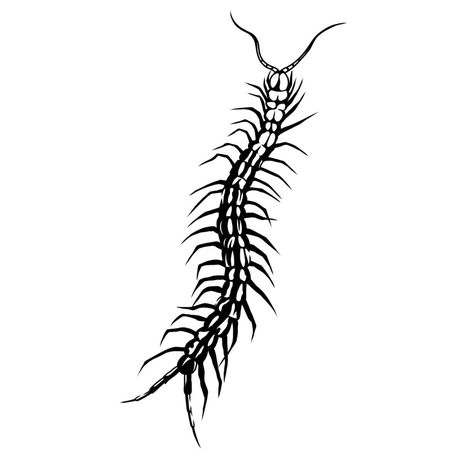 Simple Centipede Tattoo, Small Centipede Tattoo, Centipede Tattoo, Centipedes, Bone Tattoo, Pink Tattoo, Sigil Tattoo, Bug Tattoo, Bone Tattoos