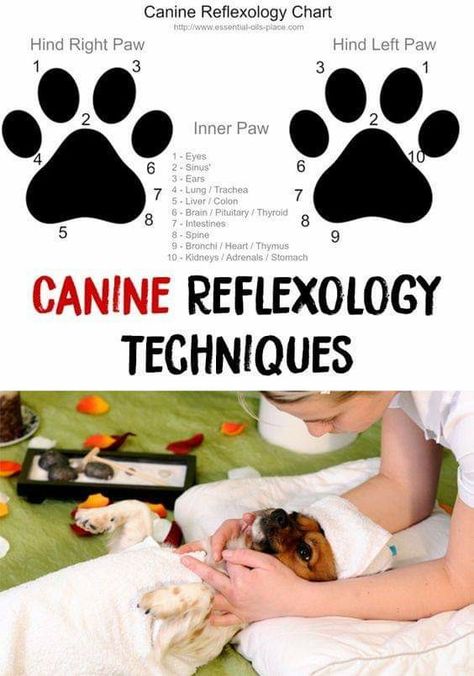 Reflexology Techniques, Pet Healing, Dog Massage, Animal Reiki, Reflexology Chart, Dog Health Tips, Shiatsu Massage, Dog Facts, Baby Massage