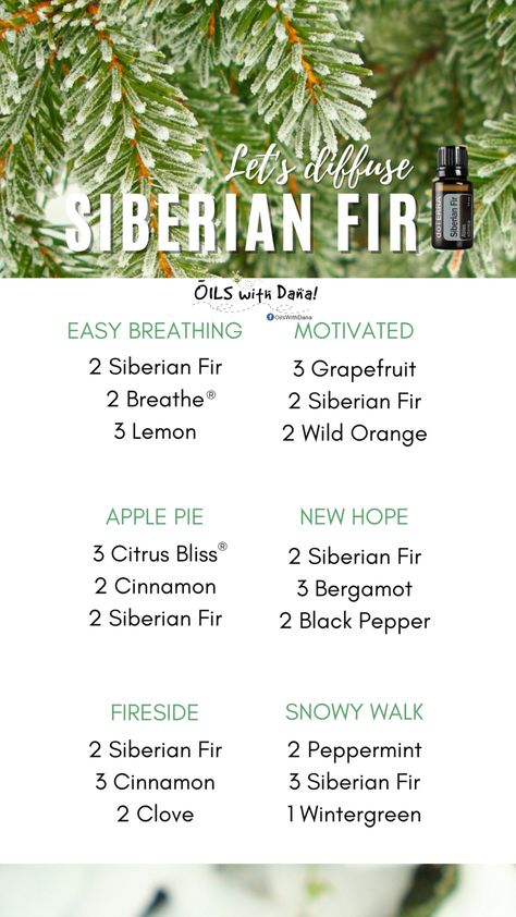 Diffuser blends for your Siberian Fir!!! #oilswithdana #investinyourhealth #letsgethealthy #bogo #doTERRA Fir Needle Diffuser Blend, Doterra Douglas Fir Diffuser Blends, Douglas Fir Diffuser Blend, Siberian Fir Doterra, Doterra Siberian Fir Diffuser Blends, Doterra Black Spruce Diffuser Blends, Siberian Fir Diffuser Blends, Doterra Blends, Terra Essential Oils