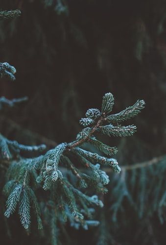 Keep your #evergreens ever green. Make sure you're giving them the care they deserve. Nurture your #trees with a little help from these #evergreen #treecare #tips.