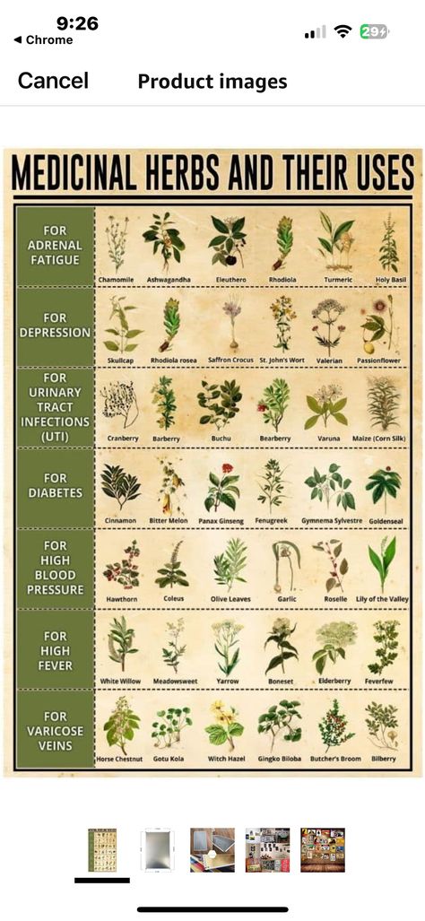 Bitter Herbs, Gymnema Sylvestre, Herbal Education, Rhodiola Rosea, Bitter Melon, High Fever, Holy Basil, Adrenal Fatigue, Valerian