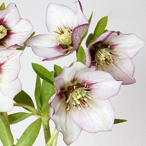 Helleborus Drawing, Lenten Rose, Watercolor Flower Art, Bird Artwork, Watercolor Flowers Paintings, Botanical Painting, Botanical Watercolor, Botanical Drawings, Amazing Art Painting