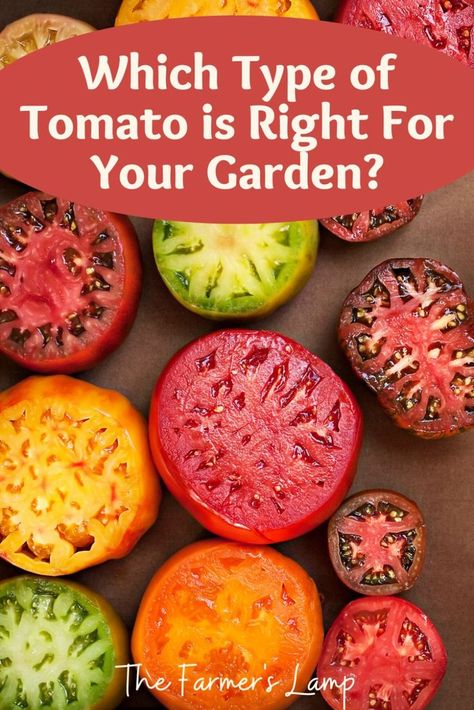 variety of tomatoes sliced Tomato Container Gardening, Heirloom Tomato Plants, Heirloom Tomatoes Varieties, Tomato Varieties, Types Of Tomatoes, Varieties Of Tomatoes, Growing Tomatoes In Containers, Garden Hacks, Plants To Grow