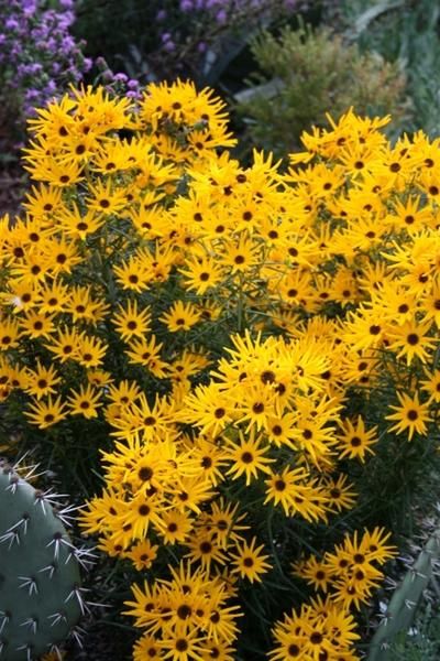 Swamp Sunflower, Zone 8b, Texas Native Plants, Rain Gardens, Fairy Garden Plants, Drought Resistant Plants, Full Sun Perennials, Best Perennials, Sun Perennials