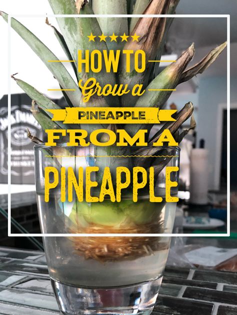 Growing a Pineapple from a Pineapple Top – Geek Mamas Planting Pineapple Top, How To Regrow Pineapple, Growing Pineapple From Top, Pineapple Plant Care, Growing A Pineapple, Soaking Seeds Before Planting, Grow Pineapple Plant, Pineapple Plant, Regrow Vegetables