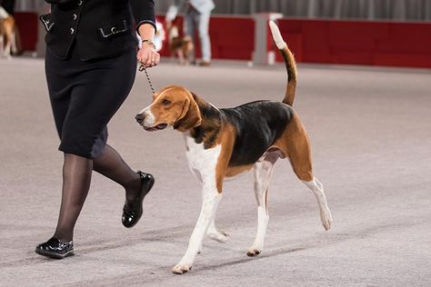 Foxhound Puppy, Dog Types, Foxhound Dog, English Foxhound, American Foxhound, Hound Breeds, Akc Breeds, Dog Tricks, Disabled Dog