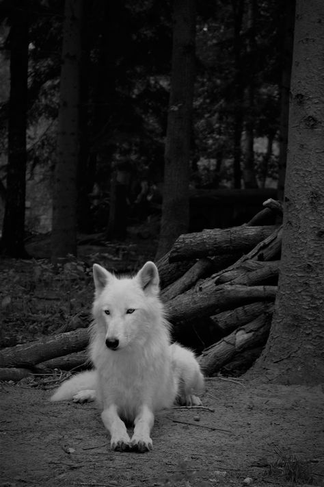 Wallpaper Wolf, White Coyote, Wolf White, Black Eyes, Animal World, White Wolf, White Fur, Photography Nature, Free Photo