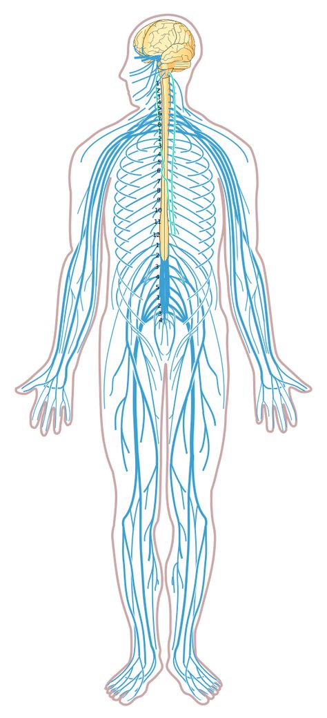 File:Nervous system diagram unlabeled.svg Human Nervous System Diagram, Central Nervous System Diagram, Anatomy Nervous System Notes, Human Nervous System Drawing, Central Nervous System Drawing, Nervous System Poster Project, Central Nervous System Anatomy, Nervous System Drawing, Nerve Diagram