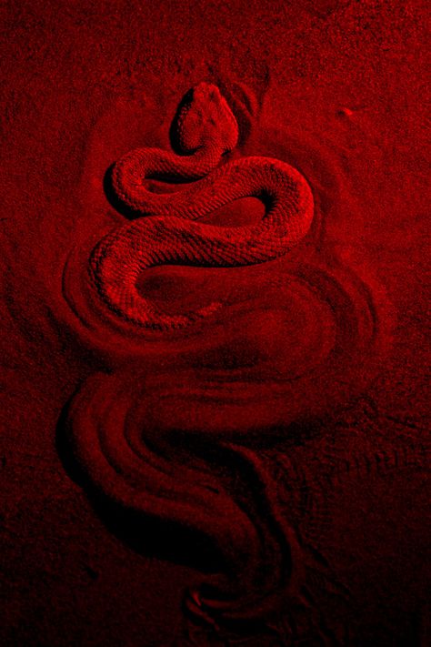 Red Snake, Cherry Wine, Red Rooms, Beautiful Dark Art, Big Art, Red Walls, Blood Red, Red Wallpaper, Dark Ages