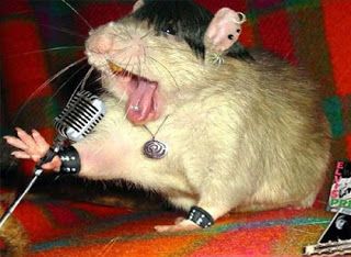 Rattus Rattus, Funny Rats, Mouse Photos, Funny Hamsters, Funny Mouse, A Rat, Cute Rats, Extinct Animals, New Rock