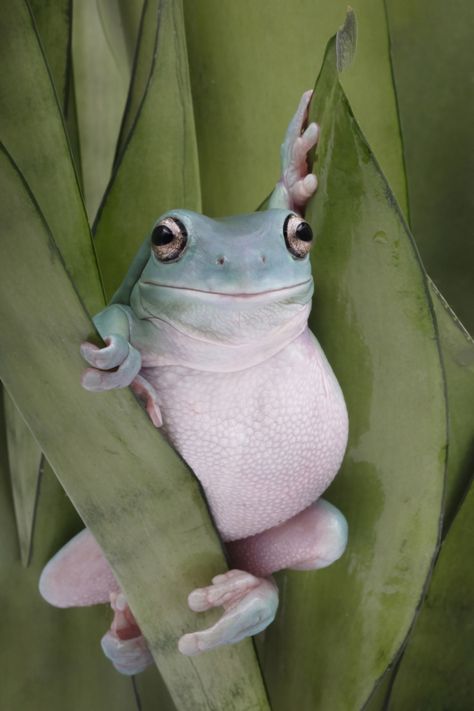 Inspiring Photo: The Pose of the Whites Tree Frog #15902248 Whites Tree Frog, Tree Frog, A Frog, Frog And Toad, Tree Frogs, White Tree, Animal Photo, Amphibians, Animal Memes