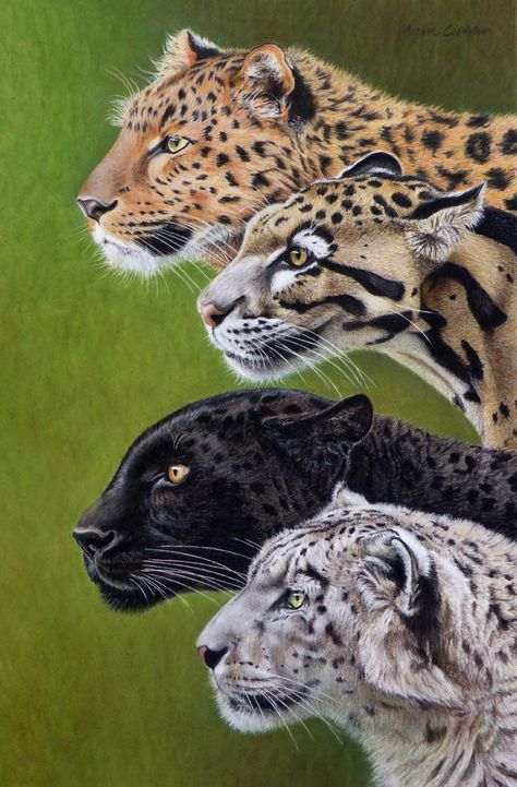 4 Leopards Pastel drawing Amur Leopard (Panthera Pardus Orientalis) Clouded Leopard (Neofelis Nebulosa) Leopard / Panther (Panthera Pardus) Snow Leopard (Panthera Uncia) Wildlife art Amur Leopard Art, Clouded Leopard Art, Amur Leopard Drawing, Clouded Leopard Drawing, Clouded Leopard Tattoo, Leopard And Panther, Leopard Walking, Snow Leopard Drawing, Leopard Drawing