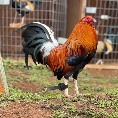 Straight KELSO Cock available for sale, Dm me if interested #gamefarm #gamefowl #gallos #gallosfinos #sabong #gamefowlnation #gamefowlbreeder #gallosdepelea #gallosdecombate #gallero #sabongnation #gamefowlbreeders #sabongero #galleros #sabonglife #gallofino #kelso #americangamefowl #rooster #gallo #hatchgamefowl #chicken #backyardbreeders #manok #gamefowllife #hawaiigamefowl #backyardbreeder #gamebirds #hatch #gamebirdbreeders Kelso Gamefowl, Bald Eagle Art, Game Fowl, Chicken Farming, Beautiful Chickens, Eagle Art, Game Birds, Bald Eagle, Dm Me