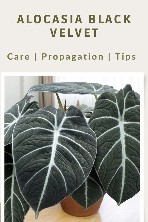 Colocasia Black Lava, Alocasia Reginula Black Velvet, Black Velvet Alocasia Care, Alocasia Black Velvet Plant Care, Black Velvet Plant Care, Alocasia Propagation, Black Velvet Plant, Alocasia Plant Care, Spanish Landscaping