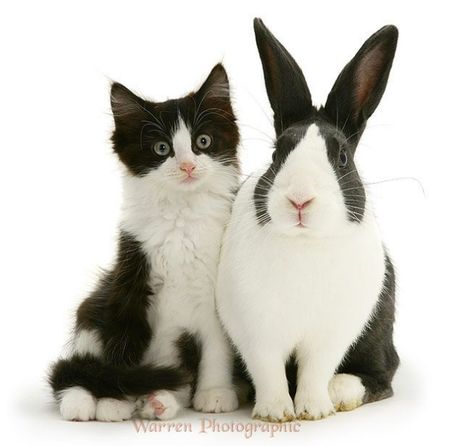 Dutch Rabbit, Black And White Kittens, Cat Pose, White Kittens, Cute Animal Pictures, Animals Images, Adorable Animals, Beautiful Cats, 귀여운 동물